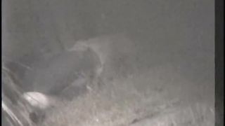 Лесбийский секс на лужайке у дома снятый ночью на скрытую камеру